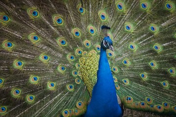 Claiming peacock with tail extended, Beautiful Peacock showing off his tail, Czech republic, ZOO...