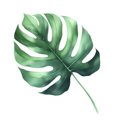 Mostera Leaf