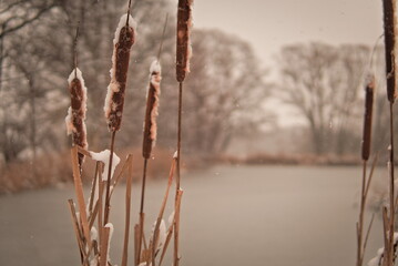 A close up of reeds in the snow with a winter scenery in the background