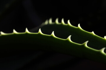 Aloe vera flower. Aloe ciliaris.