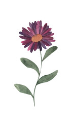Gerbera, watercolor pink flower, illustration on a white background