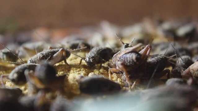 Close-up view, cricket cultivation in traditional Indonesian farms. 