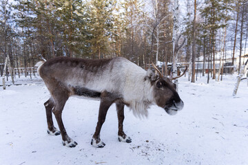 The capture of Reindeer in the national forest