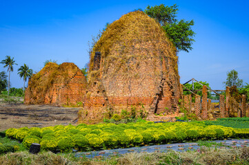 Flower fields next to old brick kilns that have been discontinued due to environmental pollution in Cai Mon, Ben Tre province, Vietnam