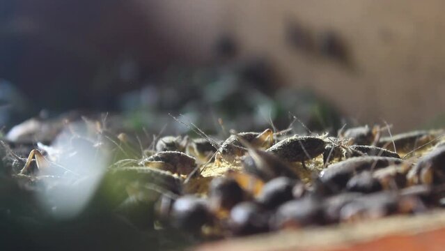 farm, food, nature, cricket, insect, animal, life, feed, background, bug, closeup, eat, detail, organic, crickets, wildlife, black, environment, wing, macro, protein, farming, brown, asia, egg, asian,