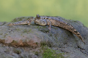 Two barred mudskippers resting on a rock covered with moss at the mouth of the beach. This fish, which is mostly done in the mud, has the scientific name Periophthalmus argentilineatus.