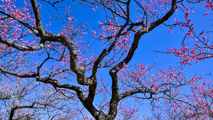 青空と紅梅