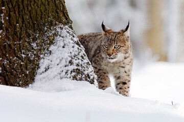 Lynx cub in snowy forest. Young Eurasian lynx, Lynx lynx, creeps from behind tree. Beautiful wild...