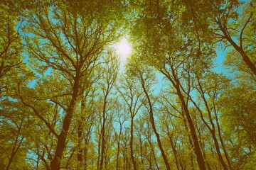 Forest Trees Spring Crossed Branches silhouette sun is shining in the middle
