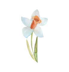 A white narcissus highlighted on a white background. Watercolor illustration.Summer design, spring greeting card.