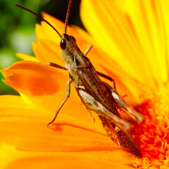 Brown grashopper sitting on a orange flower