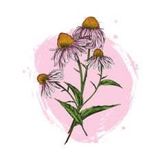 Vector illustration of Echinacea flowers on pink isolated background.