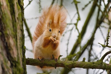 A squirrel sitting on a tree holding a hazelnut in its paws.	
