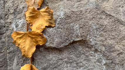 Golden yellow autumn leaves against a textured stone wall, evoking a sense of serene decay..