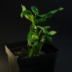 plant in a black pot with black background, the plant called syngonium shangrilla variegata