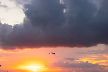 Fototapeta na wymiar Dramatic clouds and seagull at sunset