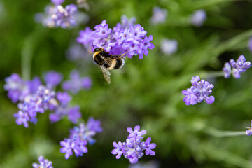 Lavender flowers and bumblebee collecting honey.