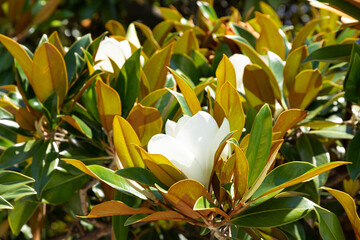 White magnolia flower among the green leaves.