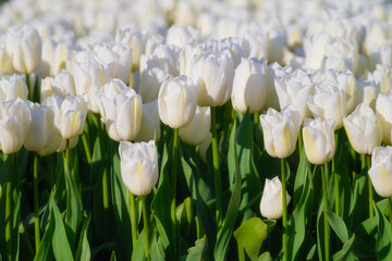 White tulips background. Floral background. A field with rows of tulips. Agricultural season in the Netherlands. - 739799401