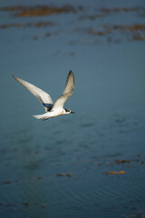 Fototapeta na wymiar Whiskered Tern in flight