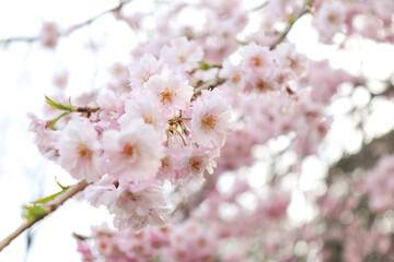 ピンク色の桜の花木で花見、日本の春