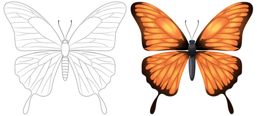 Vector illustration of a butterfly, black and white to color