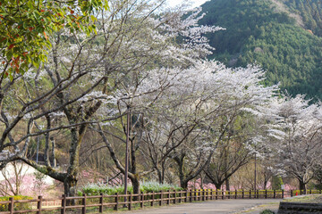 自然の多い野山の桜の風景