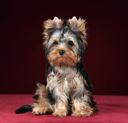 Cute little Yorkshire Terrier puppy on a red background