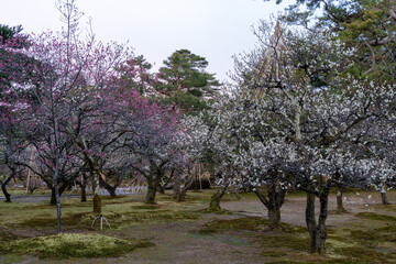 白とピンクの梅の花