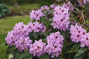 Rhododendron flower in the private garden in the spring close up