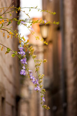 Background with flowers and defocused street