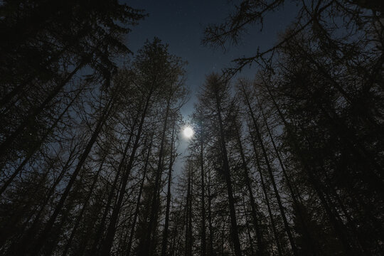 Bright moon and starry sky, view through the night forest in winter.