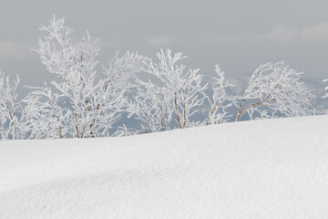 Line of frost covered trees behind white sparkling snowdrift in winter landscape