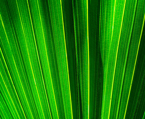 green palm leaf close up, natural bio background for flora concept and design. textured plant leaf macro with rows and lines