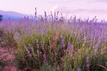 Lavender flowers close-up on sky background