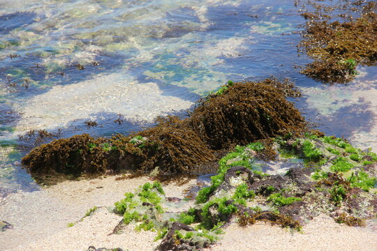 seaweed and white sand submerged in sea water