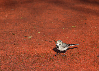 A sparrow on the red ground from frontal angle