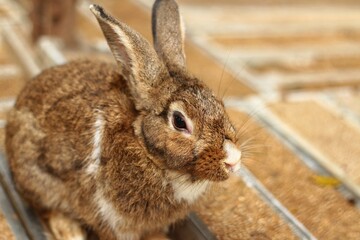 Brown Rabbit,rabbit,Easter Bunny, A brown rabbit with a bit of white mixed in is sitting outdoors.
