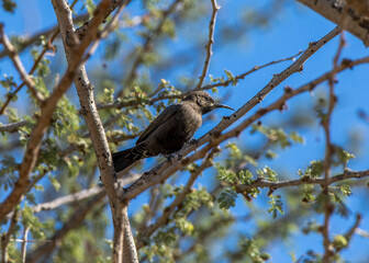 shining sunbird