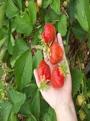 A large variety of Jolie. Large strawberries on your hands. Berries in the north, its own garden. Freshly plucked from the bush.
