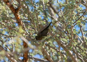 Fototapeta premium shining sunbird