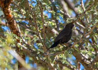 shining sunbird