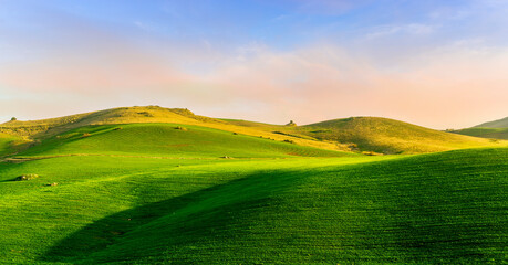 Fototapeta premium green spring hills with young grass and amazing growing fields and hills with beautiful bright cloudy sunset on background of rural landscape