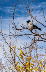 A crow perches on a branch