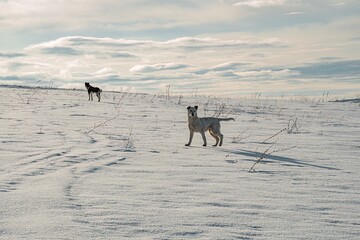 Fototapeta premium dogs on the snow in mountains