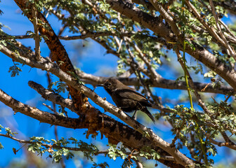 Shining Sunbird
