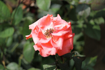 Close up shot of Beautiful Roses