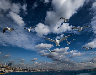 Flock of seagulls