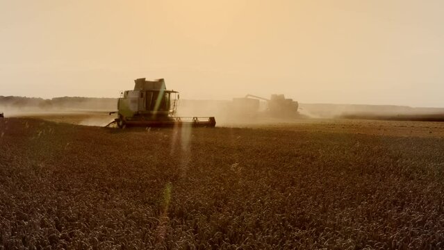 Golden Harvest - Combine Harvesters in Wheat Field at Sunset