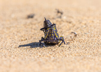 Acridium vittatum
